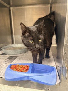 BUBBLES, an adoptable Domestic Long Hair in Temple, TX