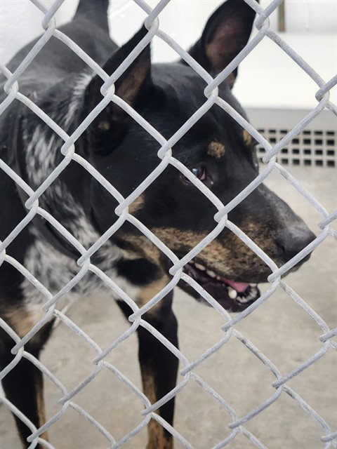 picture of the dog needing adoption