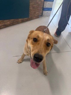 picture of the dog needing adoption