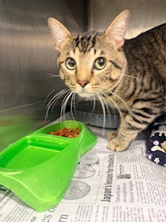 picture of the cat needing adoption
