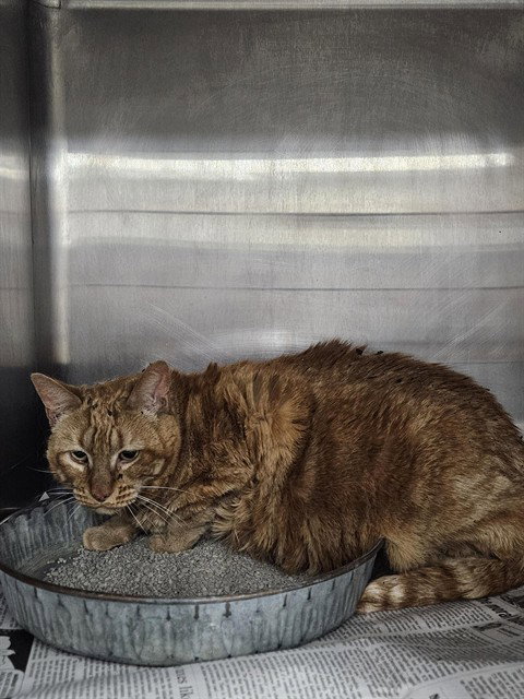picture of the cat needing adoption