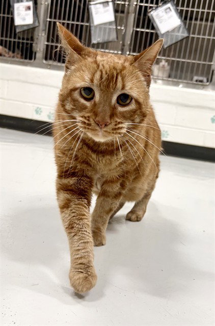 picture of the cat needing adoption