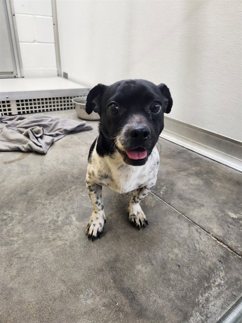 picture of the dog needing adoption