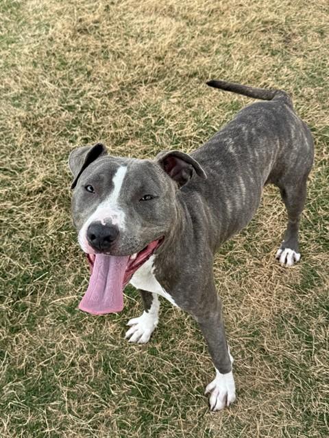 BELLA