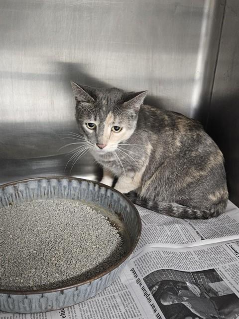 KIWI, an adoptable Domestic Short Hair in Temple, TX