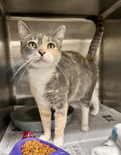 picture of the cat needing adoption