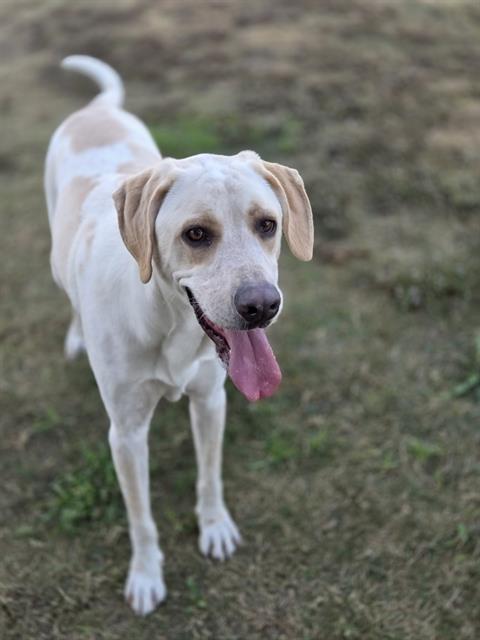 RUDOLPH, an adoptable Great Dane in Temple, TX