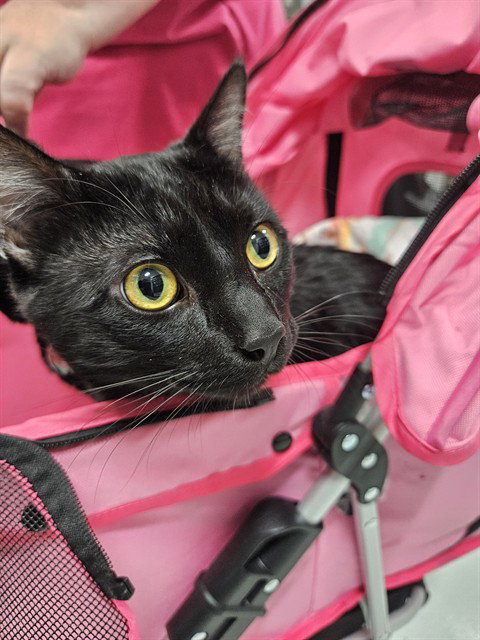 SCAR, an adoptable Domestic Short Hair in Temple, TX