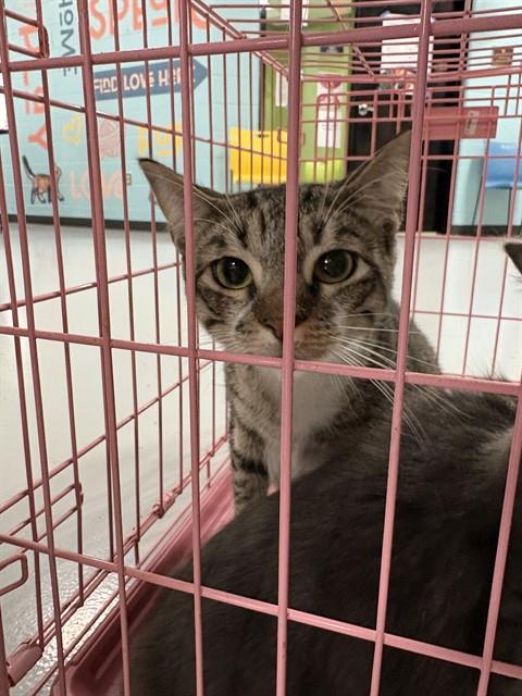 AUSSIE, an adoptable Domestic Short Hair in Temple, TX
