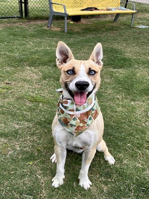 picture of the dog needing adoption