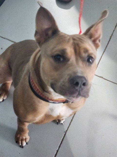 PENNY