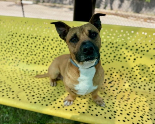 BOOMER, an adoptable Cardigan Welsh Corgi in Temple, TX