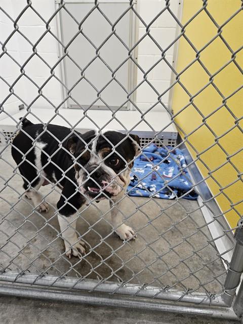 picture of the dog needing adoption