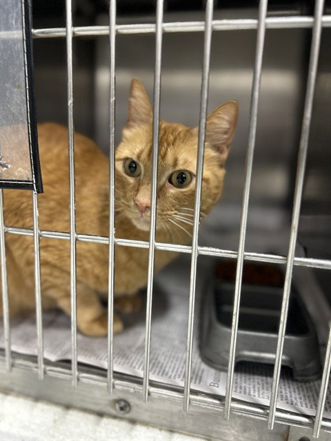 CHETTO - Domestic Short Hair available for adoption