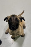 MAYA - Photo 1