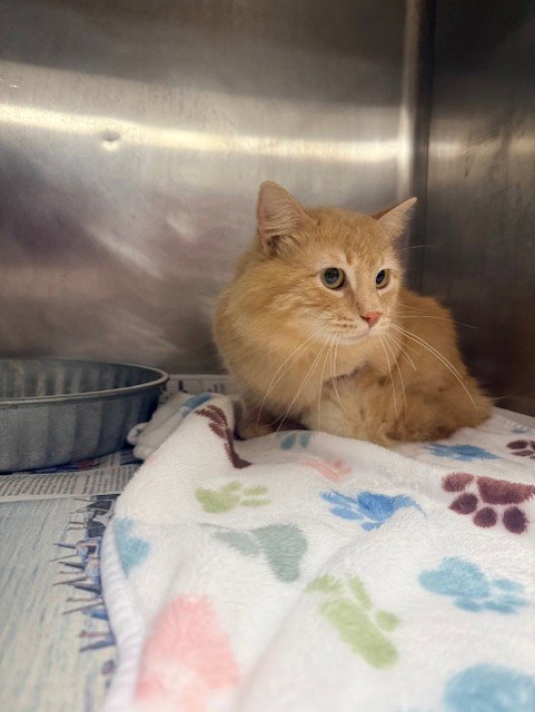 JACK - Domestic Long Hair available for adoption