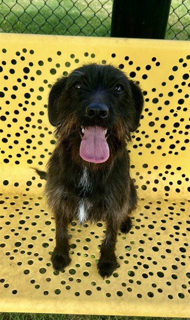 MOLLY, an adoptable Miniature Schnauzer in Temple, TX