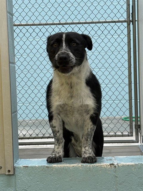 QUINCY, an adoptable Australian Cattle Dog in Temple, TX