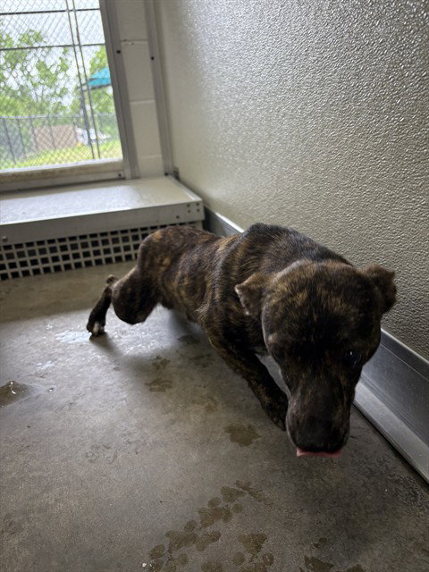 A078926, an adoptable Dachshund in Temple, TX