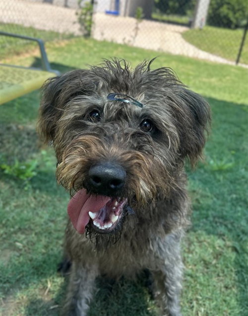 COCO, an adoptable Poodle in Temple, TX