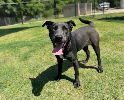 HAZEL, an adoptable Labrador Retriever in Temple, TX