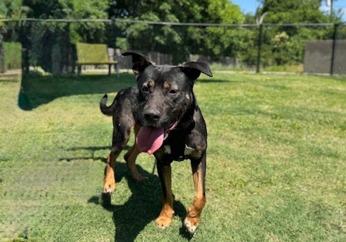 MAX, an adoptable German Shepherd Dog in Temple, TX