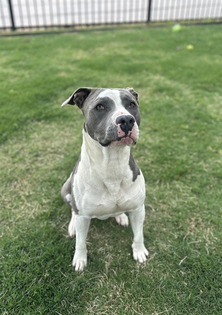 SAM