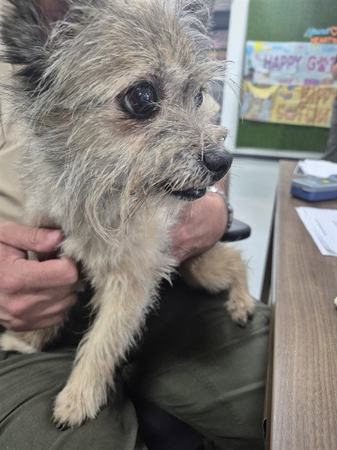 SOPHIE, an adoptable Cairn Terrier in Temple, TX