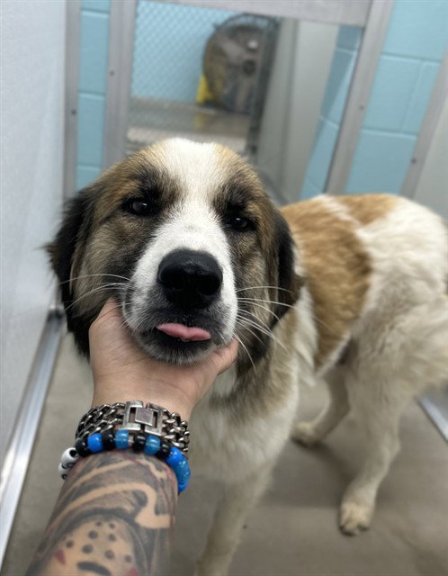 SMILEY, an adoptable Great Pyrenees in Temple, TX
