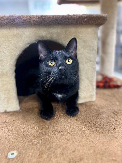 PUMPKIN, Adult Domestic Short Hair (medium coat), cat for adoption in Temple, Texas