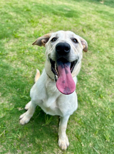 MITZY, an adoptable Labrador Retriever in Temple, TX
