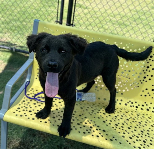 RICO SUAVE, an adoptable Collie in Temple, TX