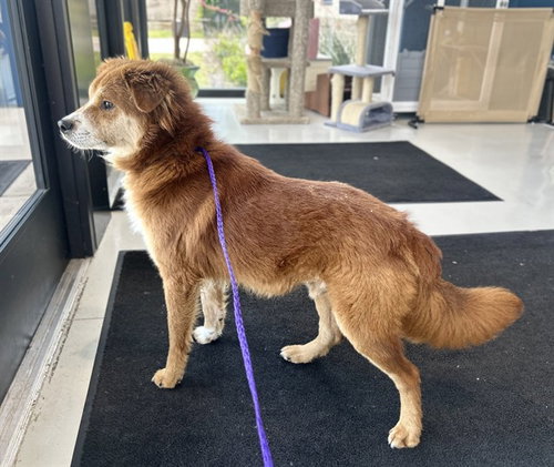 SHILO, an adoptable Chow Chow in Temple, TX