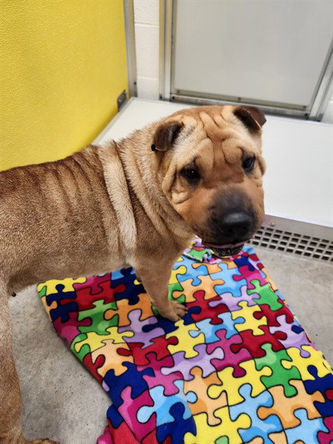 BUBBLES, an adoptable Chinese Shar-Pei in Temple, TX