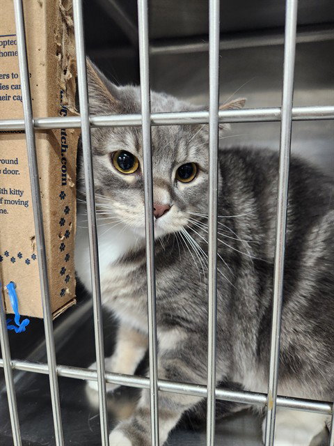 A079241, an adoptable Domestic Short Hair in Temple, TX
