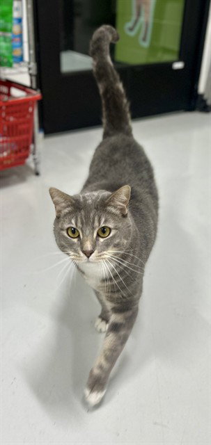 PERCY, Adult Domestic Short Hair (medium coat), cat for adoption in Pflugerville, Texas