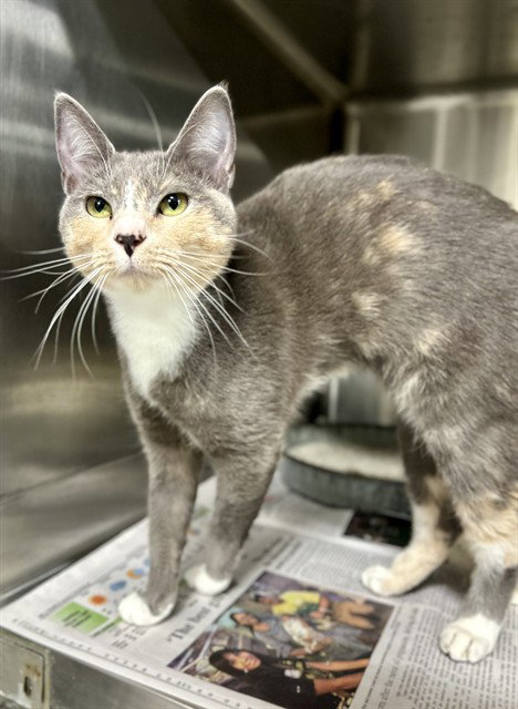 SORA, an adoptable Domestic Short Hair in Temple, TX