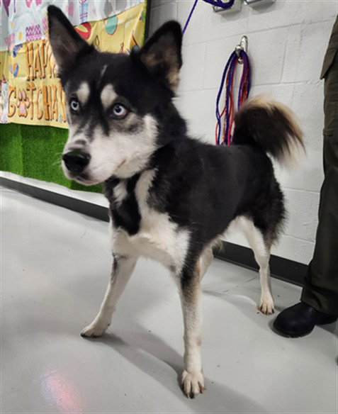 LOKI, an adoptable Husky in Temple, TX