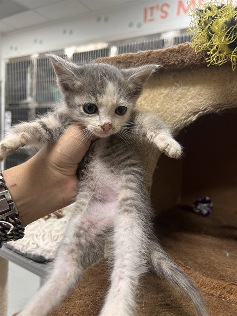 GREG, an adoptable Domestic Short Hair in Temple, TX