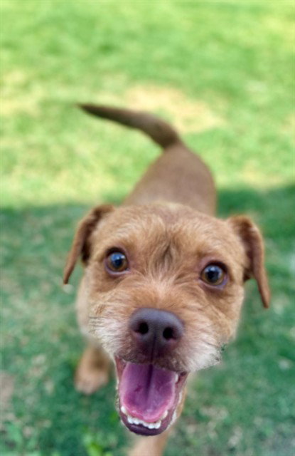 BRENNAN LEE MULLIGAN, an adoptable Norfolk Terrier in Temple, TX