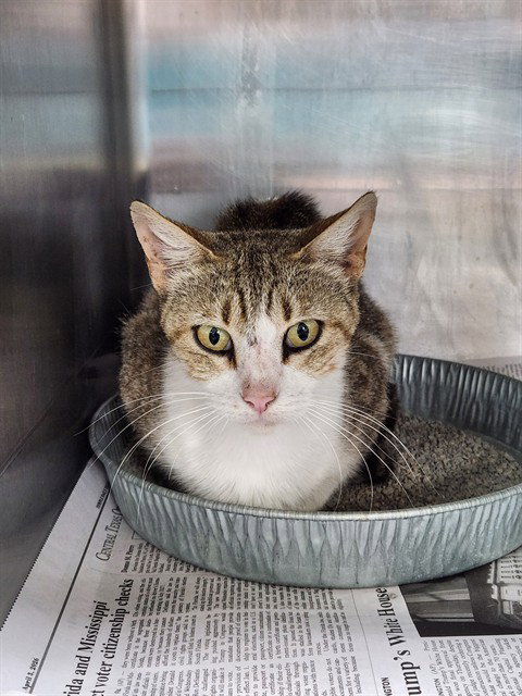 A079314, an adoptable Domestic Short Hair in Temple, TX