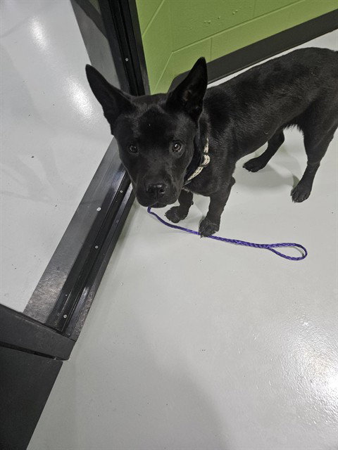 A079336, an adoptable Pit Bull Terrier in Temple, TX