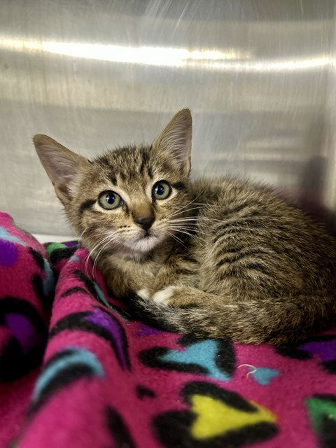 TILLY, an adoptable Domestic Short Hair in Temple, TX