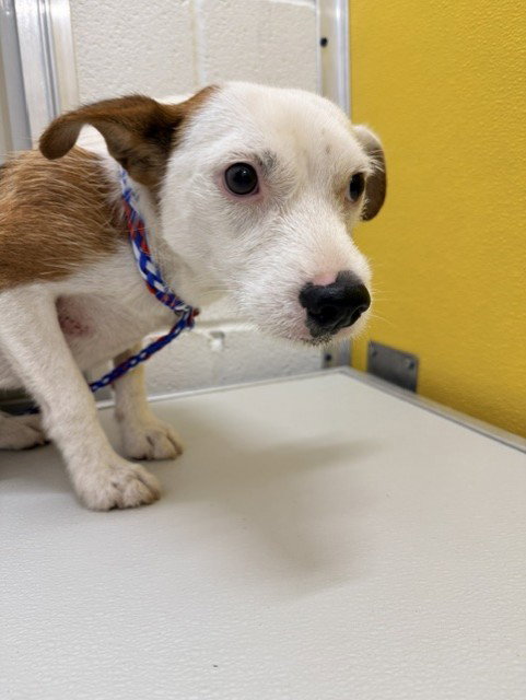 A079360, an adoptable Jack Russell Terrier in Temple, TX