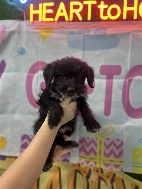 ZAXBYS, an adoptable Poodle in Temple, TX