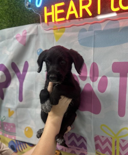 BOJANGLES, an adoptable Poodle in Temple, TX