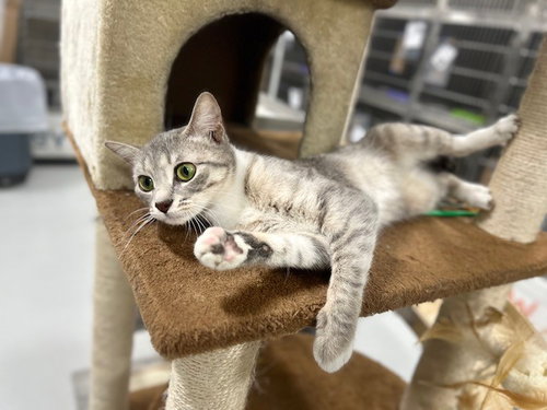 HEIDI, Adult Domestic Short Hair (medium coat), cat for adoption in Temple, Texas