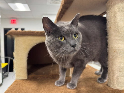 FRED, Senior Domestic Short Hair (medium coat), cat for adoption in Temple, Texas