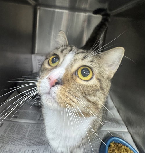 BOOTS, an adoptable American Shorthair in Temple, TX