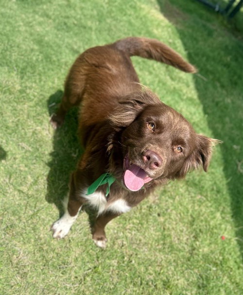 TOBY
